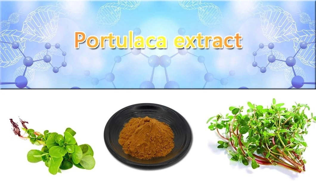 Hot Sale Portulaca Oleracea Extract Herbal Extract Purslane Extract for Skin Care/Pharmaceutical Natural Purslane Herb 10: 1